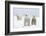 Polar Bear with Two 2-Year-Old Cubs, Bernard Spit, ANWR, Alaska, USA-Steve Kazlowski-Framed Photographic Print