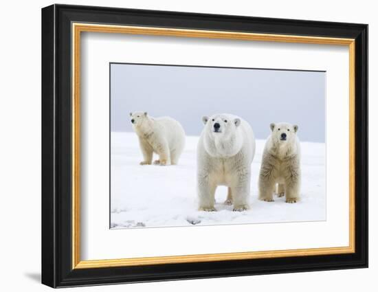 Polar Bear with Two 2-Year-Old Cubs, Bernard Spit, ANWR, Alaska, USA-Steve Kazlowski-Framed Photographic Print