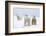 Polar Bear with Two 2-Year-Old Cubs, Bernard Spit, ANWR, Alaska, USA-Steve Kazlowski-Framed Photographic Print