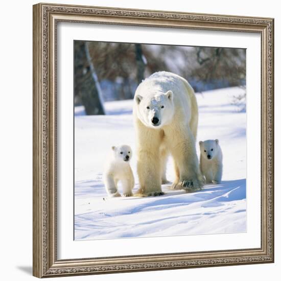 Polar Bear with Two Cubs-null-Framed Photographic Print