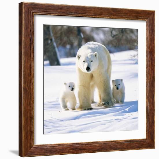 Polar Bear with Two Cubs-null-Framed Photographic Print