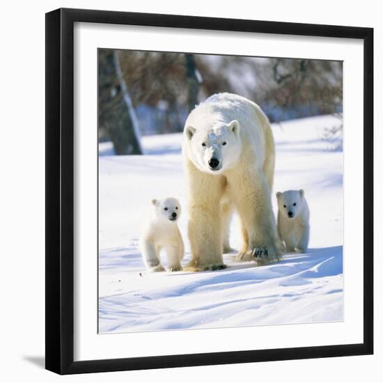 Polar Bear with Two Cubs-null-Framed Photographic Print