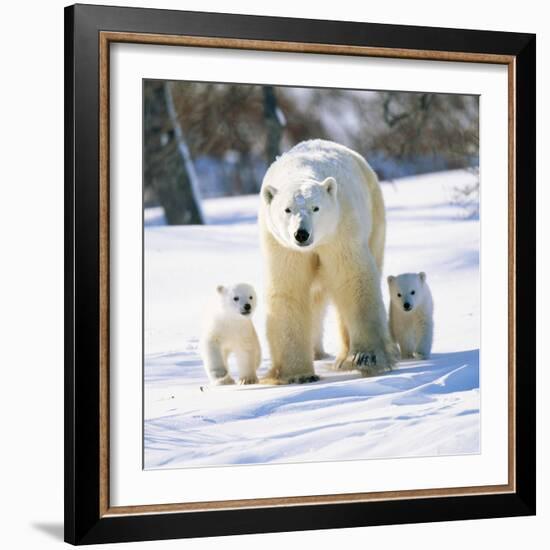 Polar Bear with Two Cubs-null-Framed Photographic Print