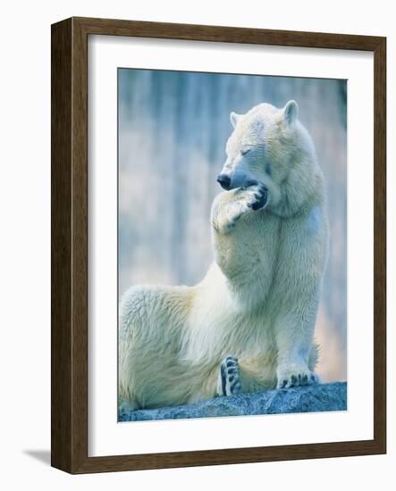 Polar bear yawning in zoo enclosure-Herbert Kehrer-Framed Photographic Print