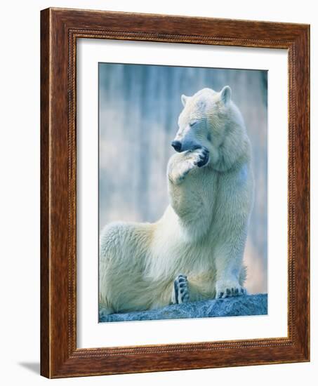 Polar bear yawning in zoo enclosure-Herbert Kehrer-Framed Photographic Print