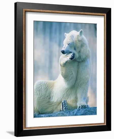 Polar bear yawning in zoo enclosure-Herbert Kehrer-Framed Photographic Print