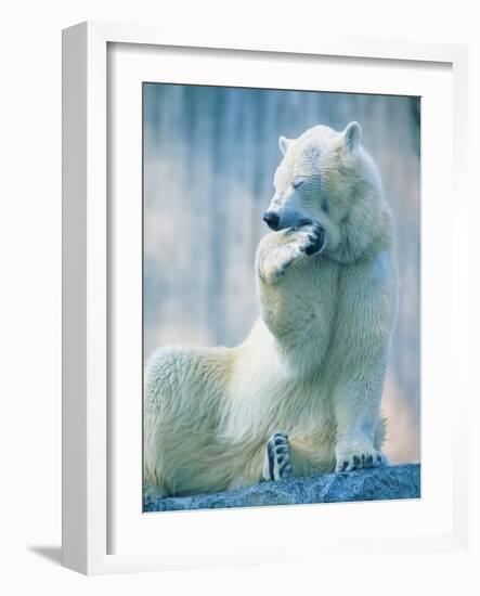 Polar bear yawning in zoo enclosure-Herbert Kehrer-Framed Photographic Print