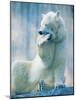 Polar bear yawning in zoo enclosure-Herbert Kehrer-Mounted Photographic Print