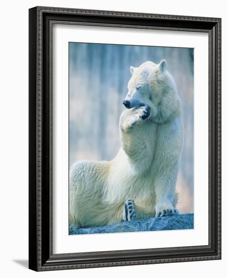 Polar bear yawning in zoo enclosure-Herbert Kehrer-Framed Photographic Print