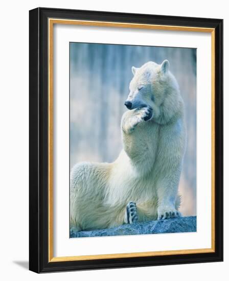 Polar bear yawning in zoo enclosure-Herbert Kehrer-Framed Photographic Print