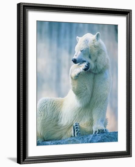 Polar bear yawning in zoo enclosure-Herbert Kehrer-Framed Photographic Print