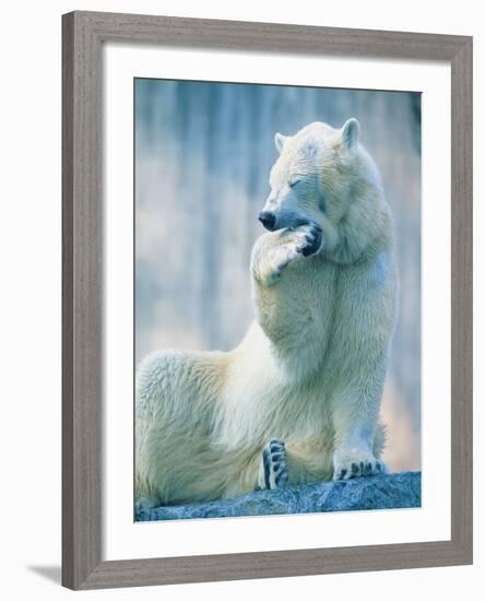 Polar bear yawning in zoo enclosure-Herbert Kehrer-Framed Photographic Print