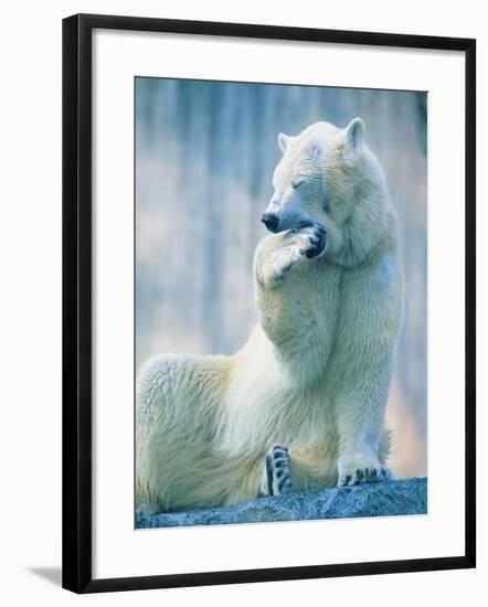 Polar bear yawning in zoo enclosure-Herbert Kehrer-Framed Photographic Print