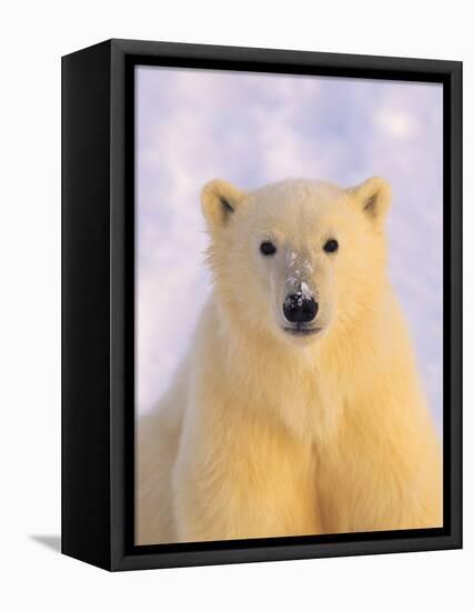 Polar Bear Yearling-John Conrad-Framed Premier Image Canvas