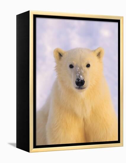 Polar Bear Yearling-John Conrad-Framed Premier Image Canvas