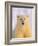 Polar Bear Yearling-John Conrad-Framed Photographic Print