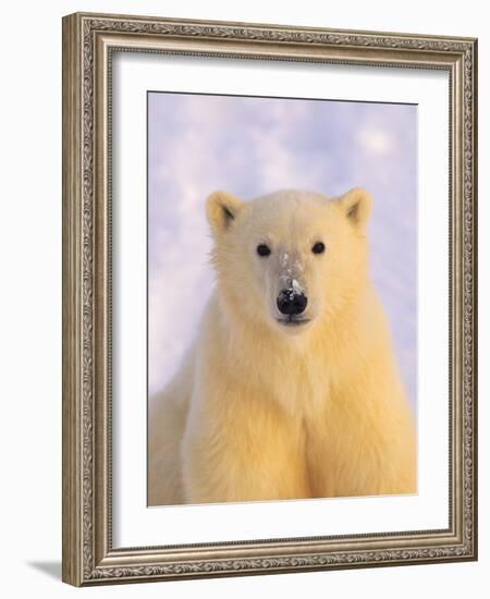 Polar Bear Yearling-John Conrad-Framed Photographic Print