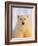 Polar Bear Yearling-John Conrad-Framed Photographic Print