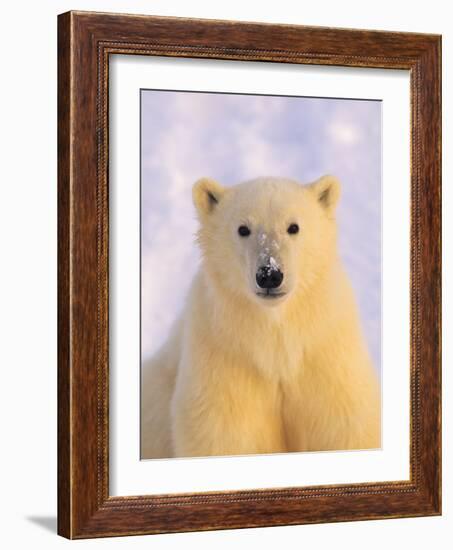 Polar Bear Yearling-John Conrad-Framed Photographic Print