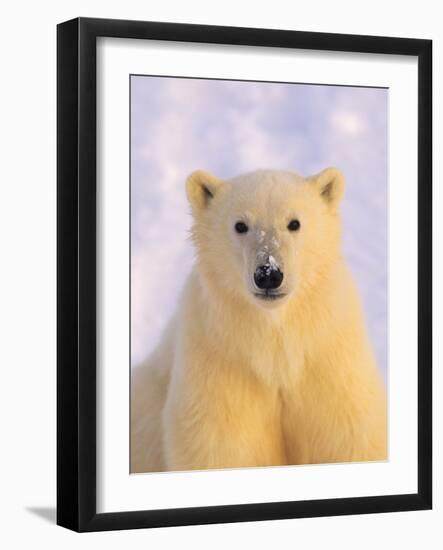 Polar Bear Yearling-John Conrad-Framed Photographic Print