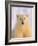 Polar Bear Yearling-John Conrad-Framed Photographic Print