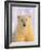 Polar Bear Yearling-John Conrad-Framed Photographic Print