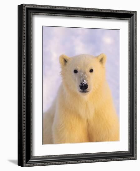 Polar Bear Yearling-John Conrad-Framed Photographic Print