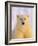 Polar Bear Yearling-John Conrad-Framed Photographic Print