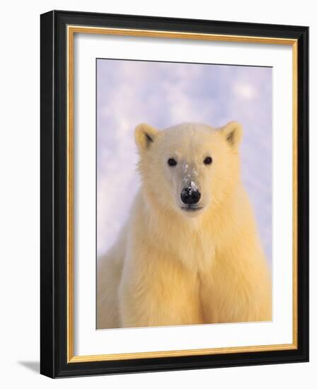 Polar Bear Yearling-John Conrad-Framed Photographic Print