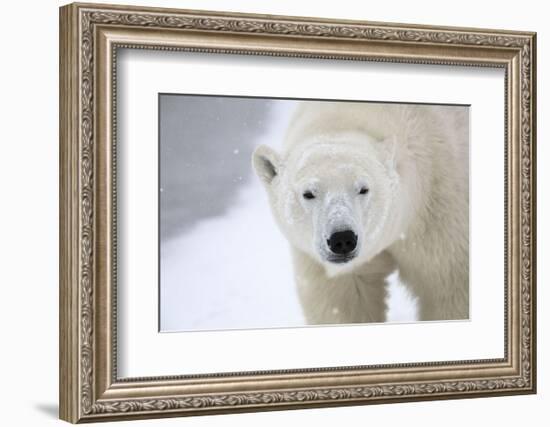 Polar Bear-Jason Savage-Framed Art Print