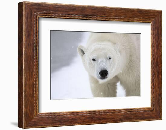 Polar Bear-Jason Savage-Framed Art Print