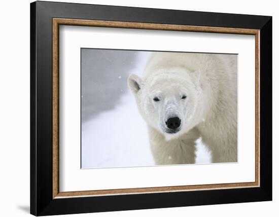 Polar Bear-Jason Savage-Framed Art Print