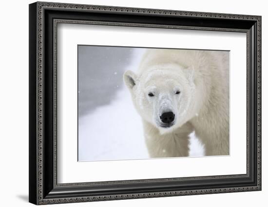 Polar Bear-Jason Savage-Framed Art Print