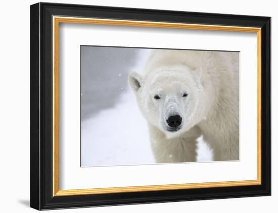 Polar Bear-Jason Savage-Framed Art Print