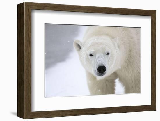 Polar Bear-Jason Savage-Framed Art Print