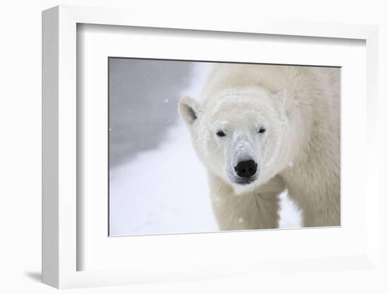 Polar Bear-Jason Savage-Framed Art Print