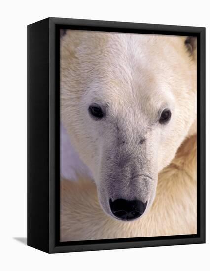 Polar bear-Kevin Schafer-Framed Premier Image Canvas