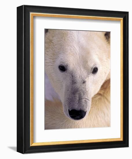 Polar bear-Kevin Schafer-Framed Premium Photographic Print