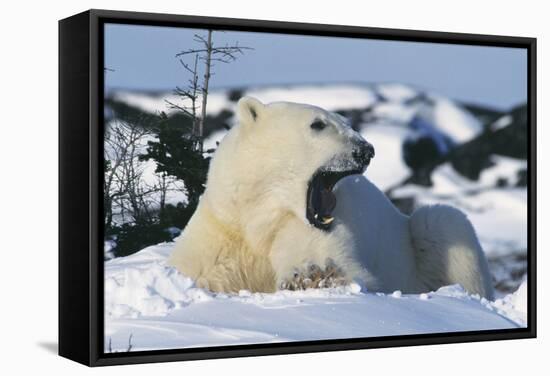 Polar Bear-Doug Allan-Framed Premier Image Canvas