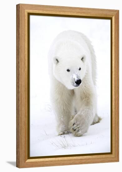 Polar Bear-null-Framed Premier Image Canvas