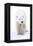 Polar Bear-null-Framed Premier Image Canvas