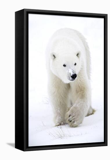 Polar Bear-null-Framed Premier Image Canvas