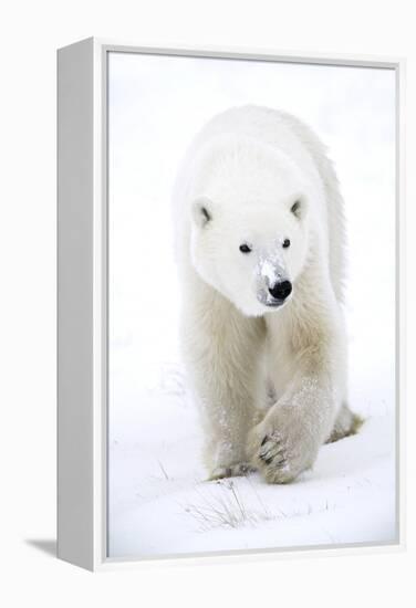 Polar Bear-null-Framed Premier Image Canvas