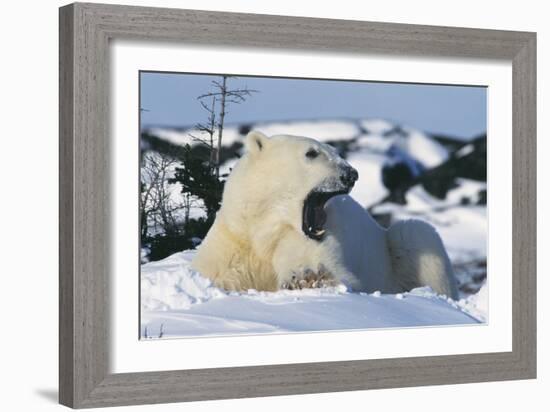 Polar Bear-Doug Allan-Framed Photographic Print