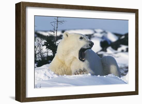 Polar Bear-Doug Allan-Framed Photographic Print
