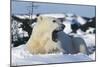 Polar Bear-Doug Allan-Mounted Photographic Print