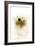 Polar Bear-Victor Habbick-Framed Photographic Print