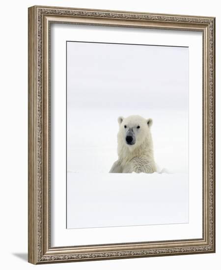 Polar Bear-Louise Murray-Framed Photographic Print