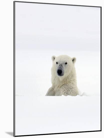 Polar Bear-Louise Murray-Mounted Photographic Print