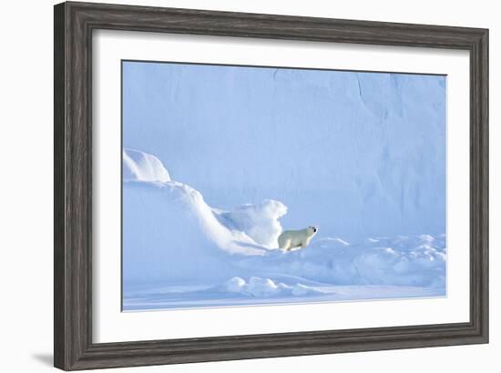 Polar Bear-Louise Murray-Framed Photographic Print